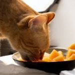 Bisakah Kucing Makan Pepaya Ini Penjelasannya Yang Harus Diketahui