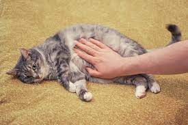 Merusak Sistem Pencernaan pada Kucing