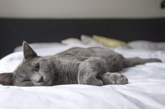 penyakit kariovas kular pada kucing