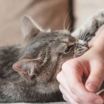 4 Cara Mengobati Gigitan Kucing Secara Alami
