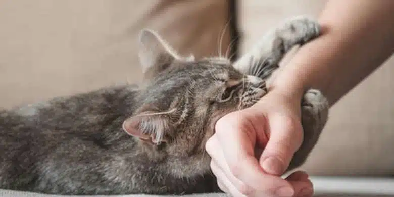 4 Cara Mengobati Gigitan Kucing Secara Alami