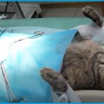 Anggaran Biaya Steril Kucing Jantan Terbaru 2022