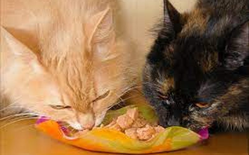 Apa Boleh Kucing Makan Tahu Tempe? Ini Jawabannya