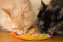 Apa Boleh Kucing Makan Tahu Tempe Ini Jawabannya