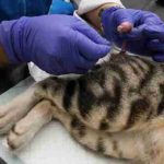 Apakah Kucing Jantan Steril Masih Bisa Kawin Ini Penjelasannya Secara Lengkap