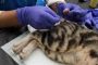 Apakah Kucing Jantan Steril Masih Bisa Kawin Ini Penjelasannya Secara Lengkap