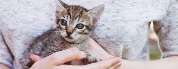 Apakah Kucing Umur 1 Bulan Boleh Makan Ini Penjelasannya