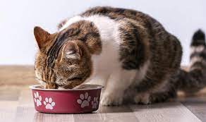Bahaya Kucing Makan Daging Ayam Mentah