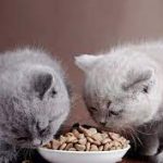 Bolehkah Kucing Makan Kacang Tanah Ini Jawabannya