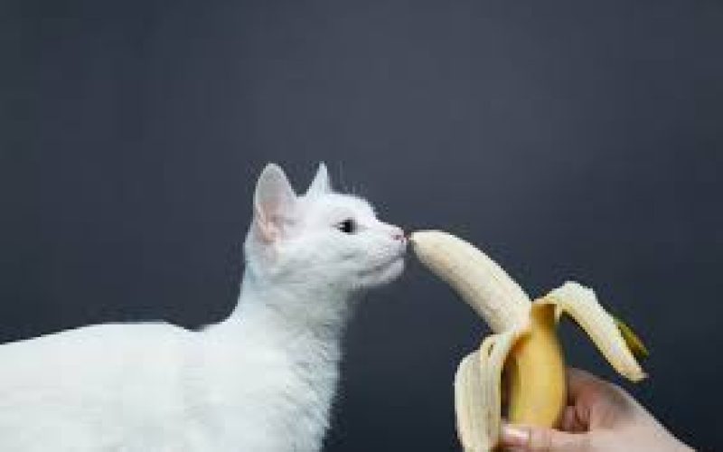Bolehkah Kucing Makan Pisang Goreng Ini Jawabannya Faunafella