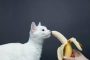 Bolehkah Kucing Makan Pisang Goreng Ini Jawabannya