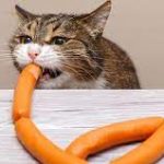 Bolehkah Kucing Makan Sosis Ini Jawabannya