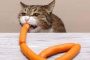 Bolehkah Kucing Makan Sosis Ini Jawabannya