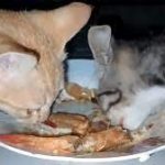 Bolehkah Kucing Makan Udang Ini Jawabannya