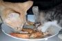 Bolehkah Kucing Makan Udang Ini Jawabannya