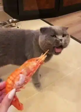 Cara Memberi Udang Pada Kucing