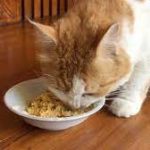 Cara Membuat Ayam Rebus Untuk Kucing Paling Mudah
