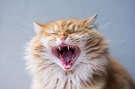 Cara Mencegah Penyakit Mulut Pada Kucing