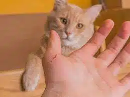 Cara Mengobati Gigitan Kucing