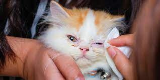 Cara Mengobati Mata Kucing Merah dan Bengkak