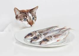 Ikan Rebus Untuk Kucing