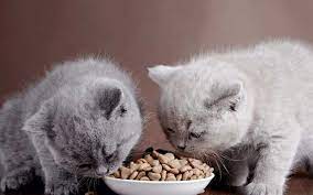 Jenis Makanan Untuk Kucing Umur 1 Bulan