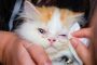 Kenapa Mata Kucing Merah dan Belekan Ini Penyebab dan Cara Mengatasinya