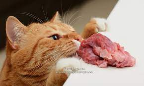 Kucing Makan Ayam