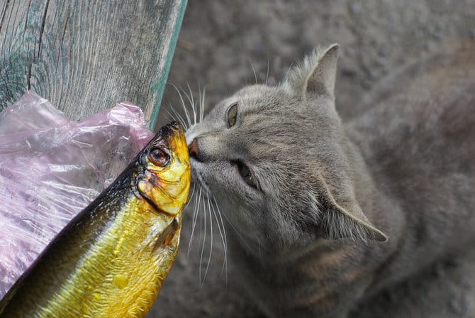 Kucing Makan Ikan Asin