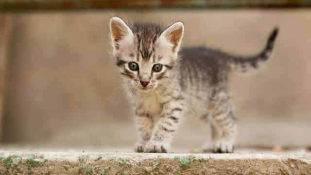 Kucing Umur 1 Bulan