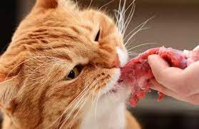 Makan Daging
