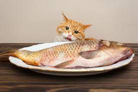 Manfaat Nutrisi Ikan Rebus Untuk Kucing