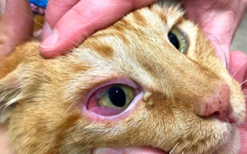 Mata Kucing Merah dan Bengkak? Ini Penyebab dan Cara Mengobatinya