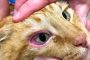 Mata Kucing Merah dan Bengkak Ini Penyebab dan Cara Mengobatinya