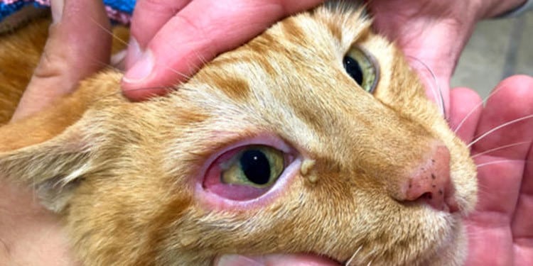 Mata Kucing Merah dan Bengkak Ini Penyebab dan Cara Mengobatinya