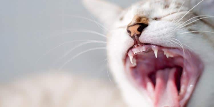 Penyakit Mulut Pada Kucing