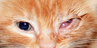 Penyebab Mata Kucing Merah dan Bengkak