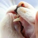 Penyebab Penyakit Mulut Pada Kucing Beserta Tanda dan Cara Mencegahnya