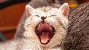 Tanda Penyakit Mulut Pada Kucing