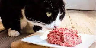 bahan daging ayam untuk kucing