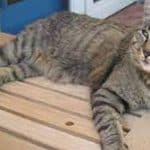 4 Cara Mengobati Kaki Kucing Yang Keseleo Agar Cepat Sembuh