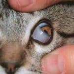 5 Penyebab Mata Kucing Tertutup Selaput Putih dan Berair