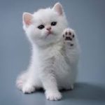 6 Cara Mengetahui Umur Kitten dari Perilaku dan Fisiknya