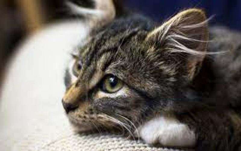 7 Tanda-Tanda Kucing Mau Mati Yang Harus Diketahui