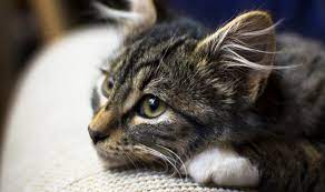7 Tanda-Tanda Kucing Mau Mati Yang Harus Diketahui