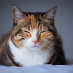 Alasan Kenapa Kucing Ngorok Saat Tidur