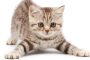 Cara Merawat Anak Kucing 2 Bulan Tanpa Induk