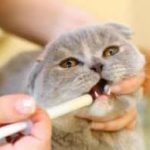 Dosis Pemberian Drontal Pada Kucing Cacingan