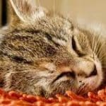Kenapa Kucing Mendengkur Saat Tidur Ini Penjelasannya