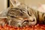 Kenapa Kucing Mendengkur Saat Tidur Ini Penjelasannya